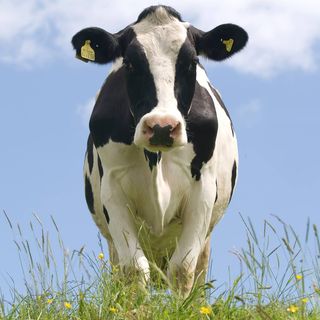 Dales Dairies